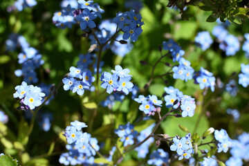forget me not flowers with small blossoms and green background