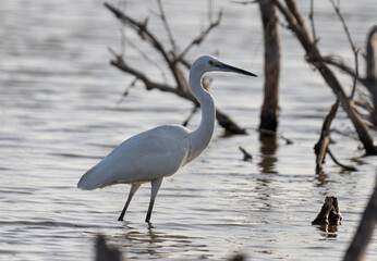 great blue heron ardea cinerea