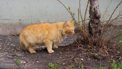 Beautiful cute orange cat portrait outdoors in nature close up . High quality photo