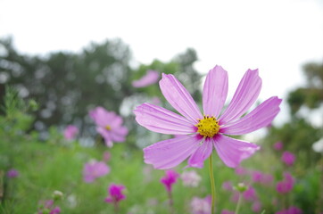 明るい気持ちになる花