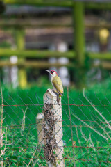 European green woodpecker standing on a pole