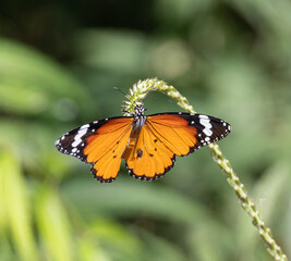 butterfly on a flower