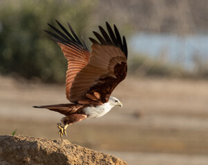 common buzzard buteo