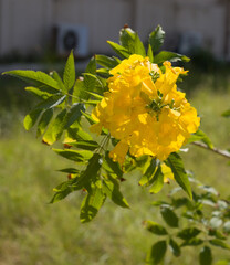 yellow flowers in the garden