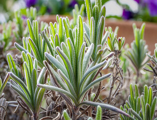 Obraz premium Lavendel im Frühling