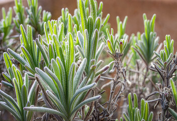 Lavendel im Frühling