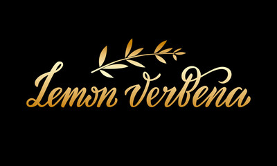 Vector illustration of lemon verbena lettering for packages, product design, banner, spice shop, pharmacy price lists. Handwritten phrase with leaves for web or print
