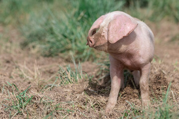 A pig in an organic French farm