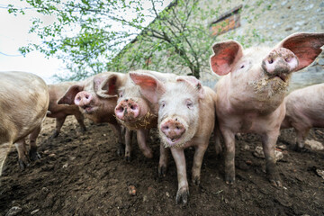 A pig in an organic French farm
