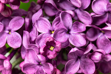 Beautiful flower wallpaper made by fresh aromatic purple lilac flowers macro view, selective focus.