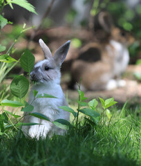 white rabbit on a green lawn