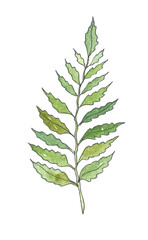 Watercolor green Plant. Hand drawn Illustration of branch for Invitations or any design. Isolated drawing on white background