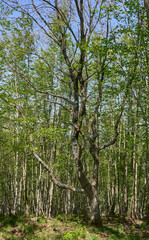 Tree in a Ligurian forest, Italy