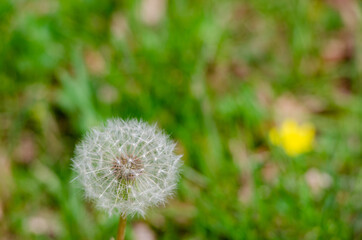 close up of dandelion seeds