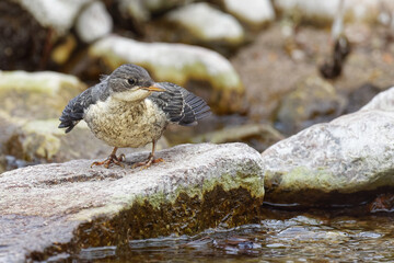 cincle plongeur juvénile