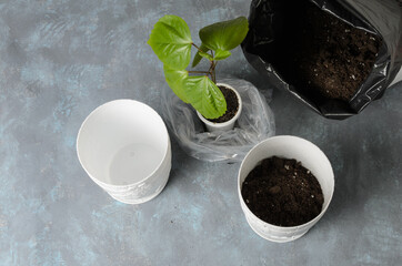 Transplanting a grown rose shoot into a flower pot. Rose sprout, flower pot, fortified earth on a textured background