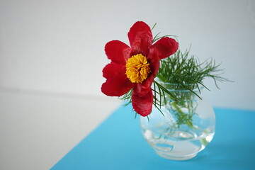 Red peony flower in a vase on white blue table.