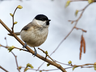 mésange nonnette