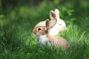 white rabbit on a green lawn