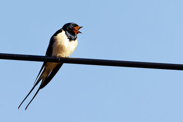 hirondelle rustique © Olympixel