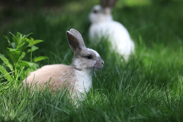 white rabbit on a green lawn