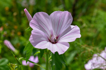  Plants Royal mallow (Lavatera trimestris) flower 