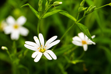 Blumen Makro Foto Makrofotografie