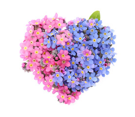 Fototapeta premium Heart made with beautiful Forget-me-not flowers isolated on white