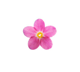 Beautiful pink Forget-me-not flower isolated on white