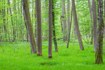 Buchenwald mischwald in Hohenlohe
