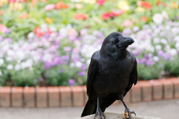 花壇の水を飲むカラス