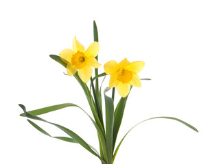 Obraz premium Beautiful blooming yellow daffodils on white background