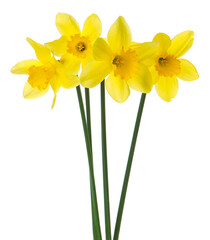 Obraz premium Beautiful blooming yellow daffodils on white background