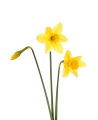Beautiful blooming yellow daffodils on white background