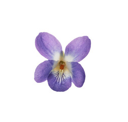 Beautiful wood violet on white background. Spring flower