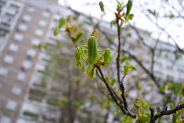 Spring theme. Chestnut green shoots. Green chestnut leaves. Young shoots of chestnut in the spring - Earth Day High quality photo