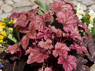 Heuchère pourpre 'Palace Purple'. Plante buissonnante et ornementale aux larges feuilles pourpre aux reflets métalliques à nervures palmées