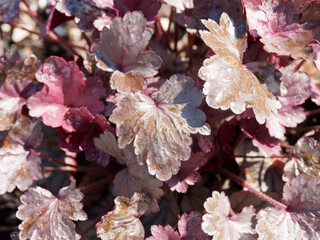 Heuchera micrantha diversifolia 'Palace Purple' ou Heuchère au feuillage cordiforme pourpre aux reflets métalliques au bout de longs pétioles velus