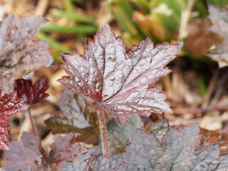 (Heuchera micrantha diversifolia) Feuilles pouprées de formes orbiculaires, lobées et...