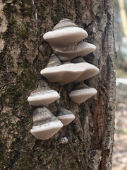 Phellinus populicola,  a polypore living on aspen (Populus tremula), wild fungus from Finland