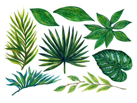 Hand painting watercolor illustrationinspired by ahouseplants tropical rainforest foliage leaf plants element on white