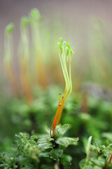 Plagiomnium medium, commonly known as Alpine thyme-moss or intermediate plagiomnium moss