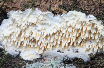 Basidioradulum radula, known as toothed crust, wild fungus from Finland