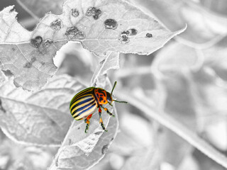 Colorado beetle eats a potato leaf. Black and white photo, the bug is highlighted in color. Focus on the pest's legs. Close-up. Illustration about pests of agricultural plants. Macro