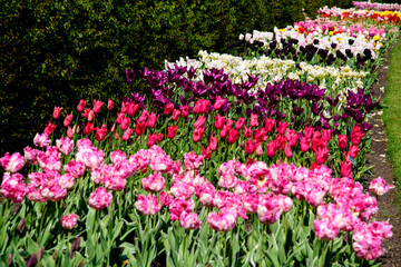 Tulips blossom in the garden