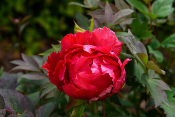 Beautiful Red Peony flower