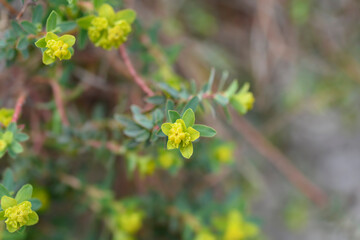 Spiny spurge