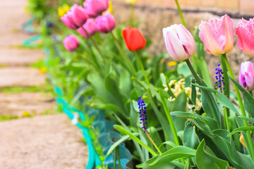 Fototapeta premium Multicolored tulips grow in the spring on a homestead, flowerbed or in a home garden. Beautiful spring flowers of different colors - red, pink, white, yellow - against a brick wall. Cinematic filter.