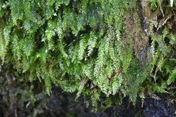 Plagiothecium denticulatum, known as  dented silk-moss or  toothed plagiothecium moss