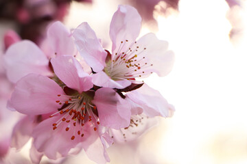 Amazing spring blossom. Closeup view of cherry tree with beautiful pink flowers outdoors